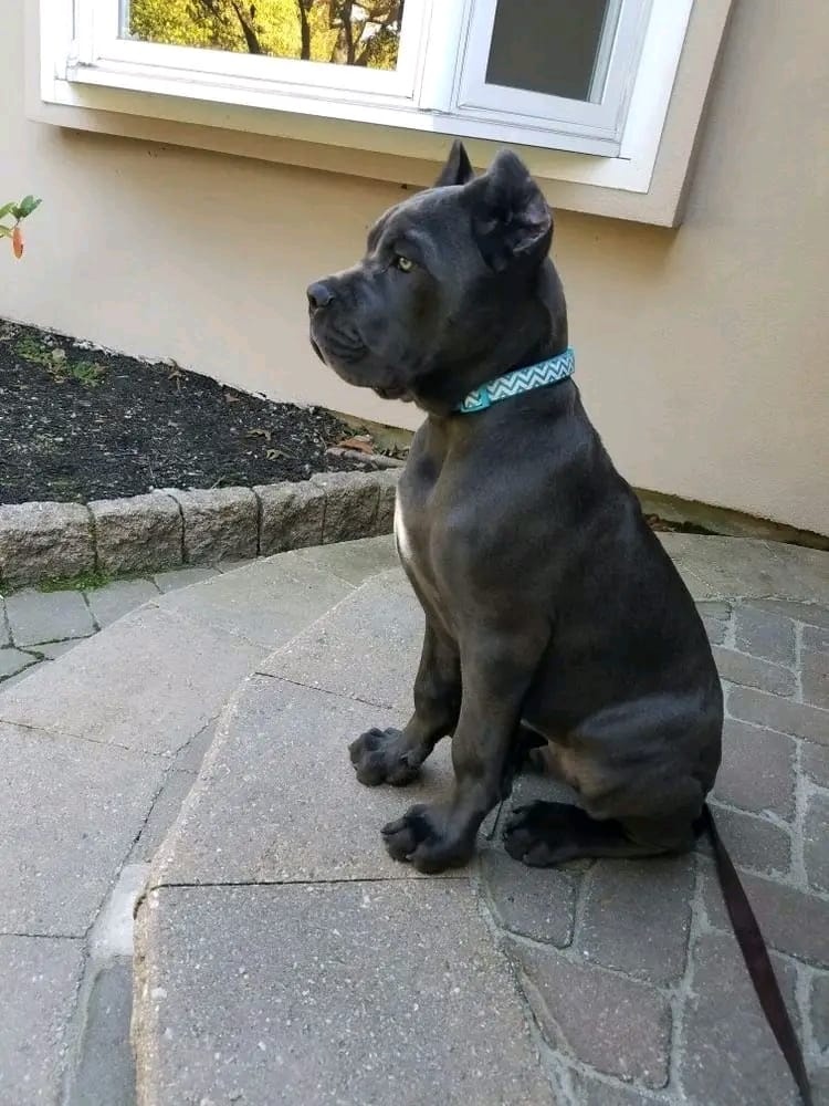 Cane Corso Welpen sind bereit für ihr neues Zuhause.