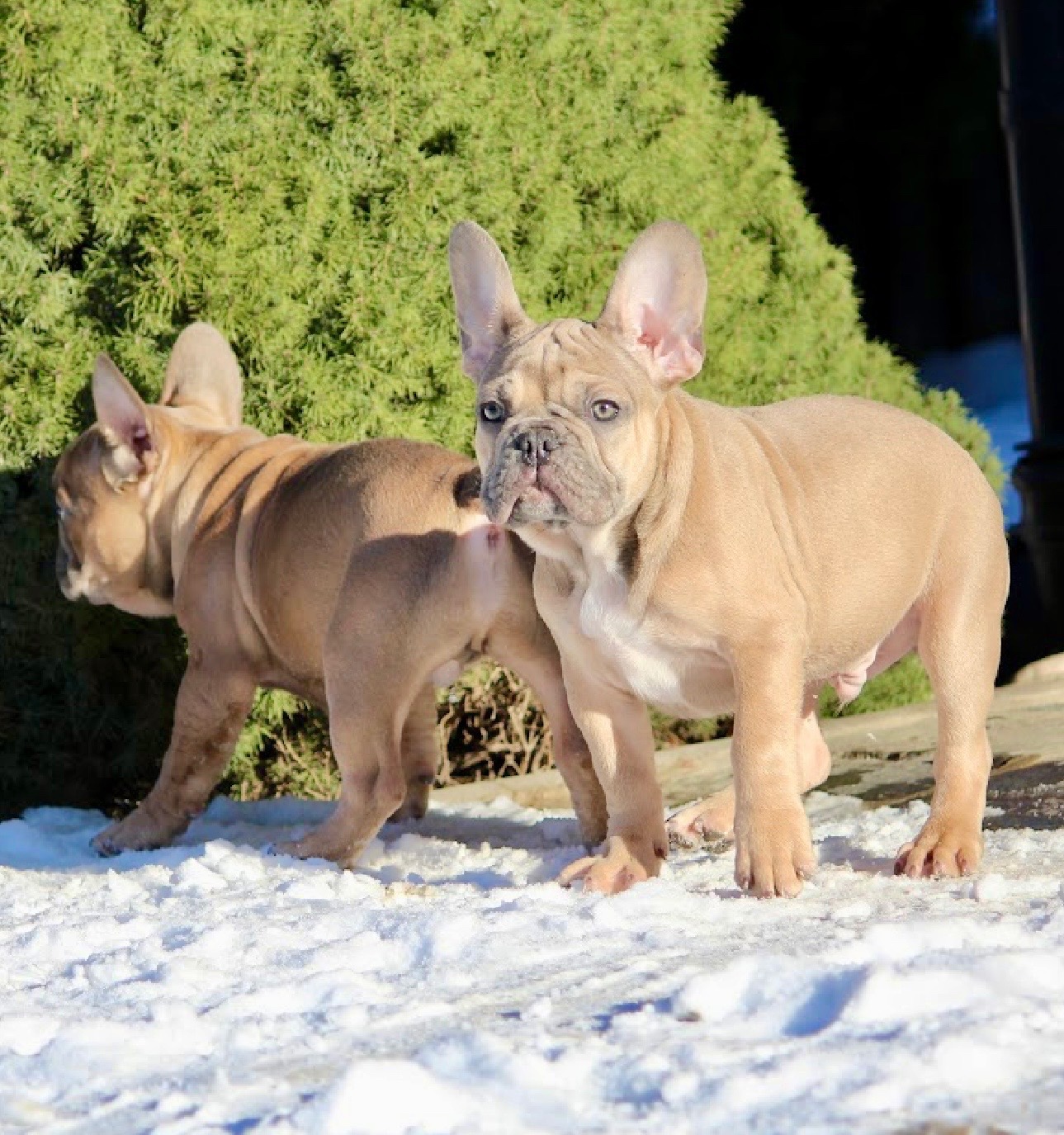 Französischen Bulldoggen Welpen mit Stammbaum