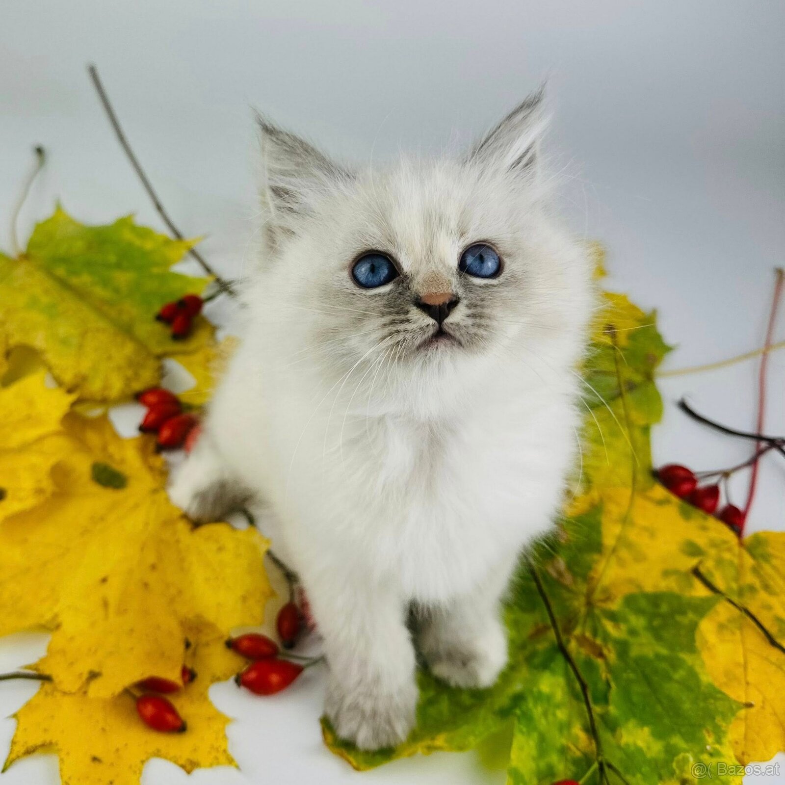 Katzen Neva Masquerade