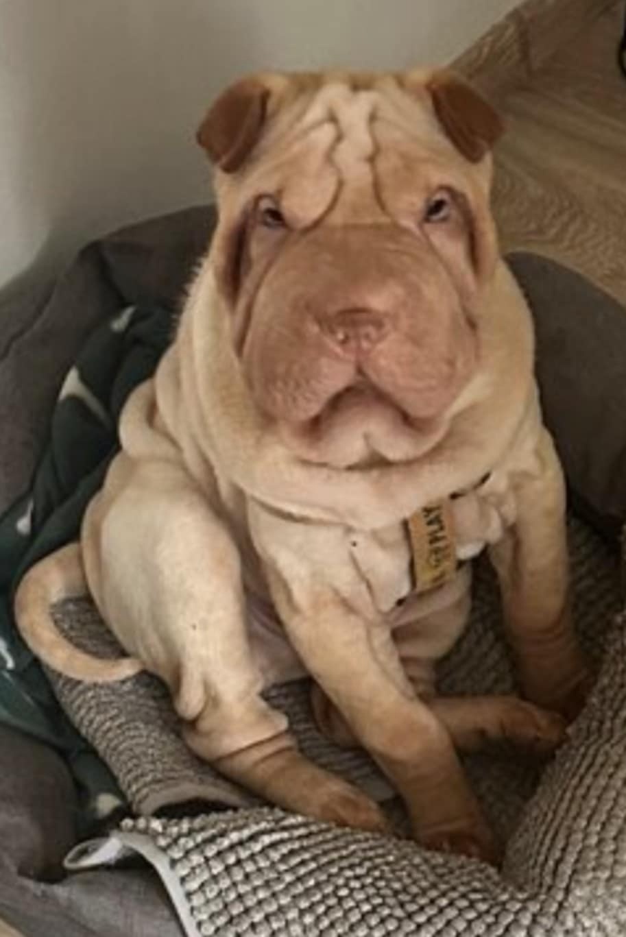 Sharpei