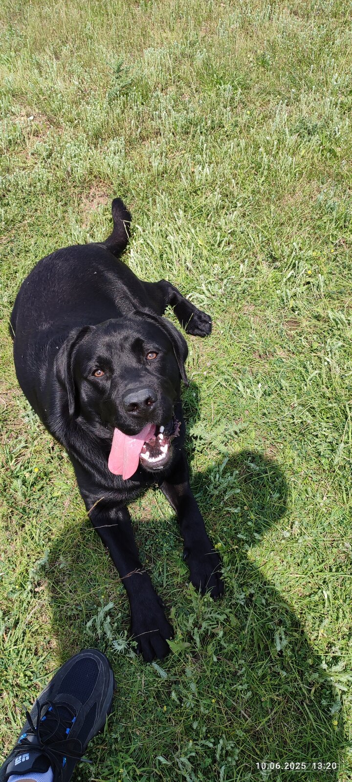Reinrassiger Labrador - Showline