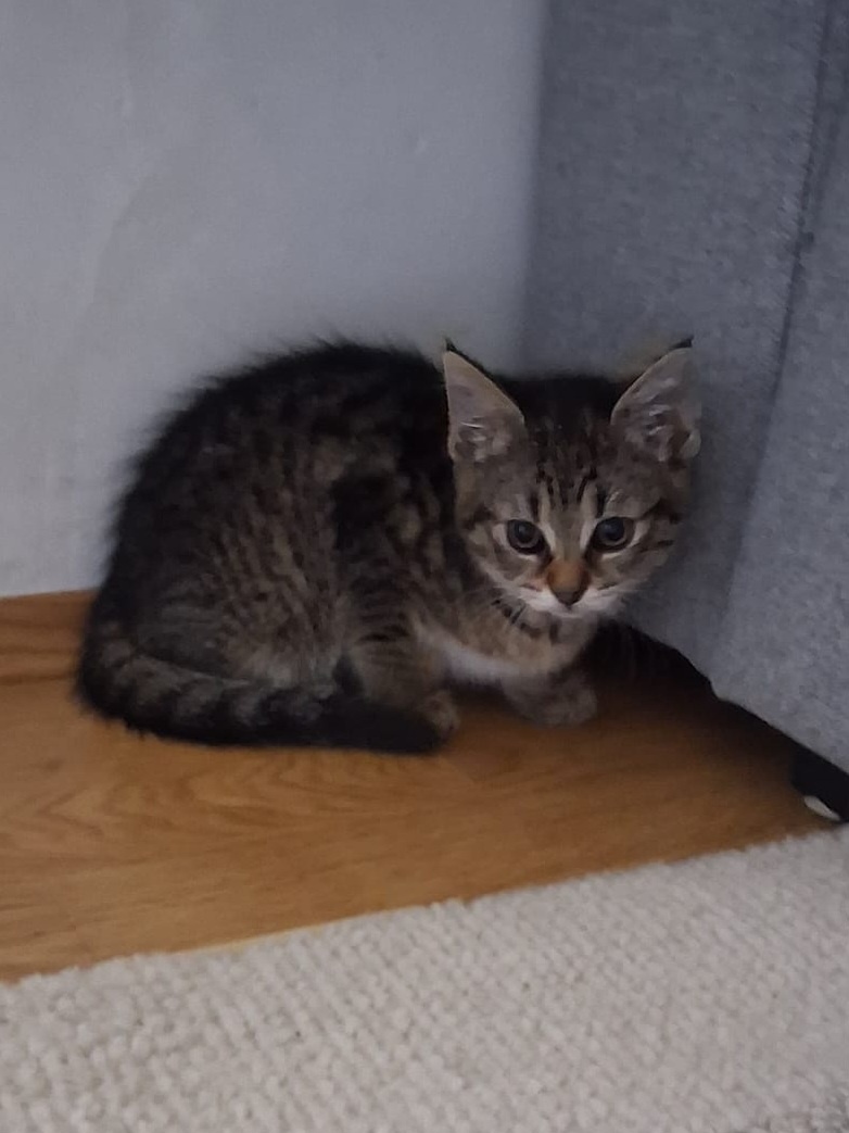 Europäische kitten