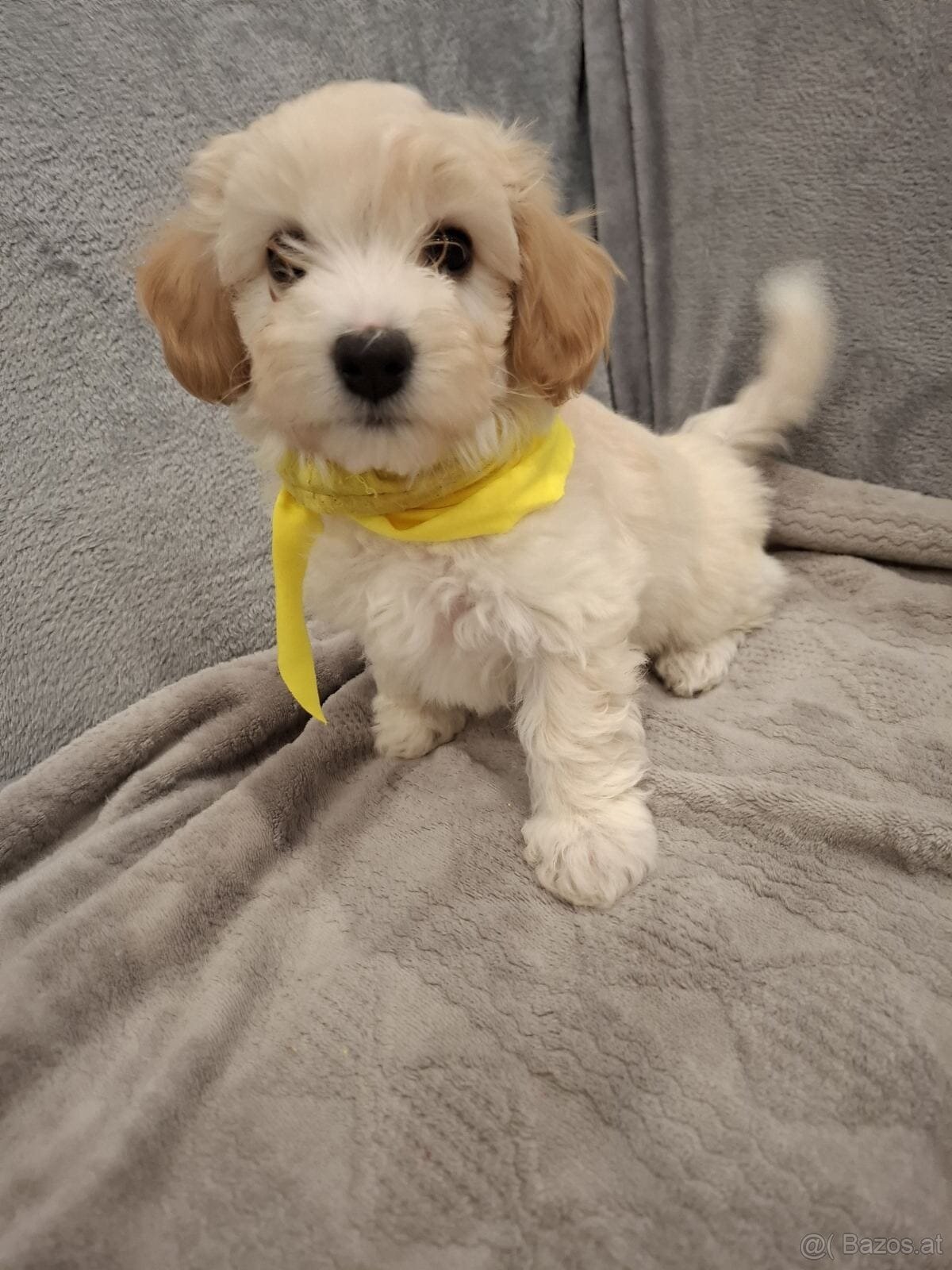 Malteser Welpen abzugeben