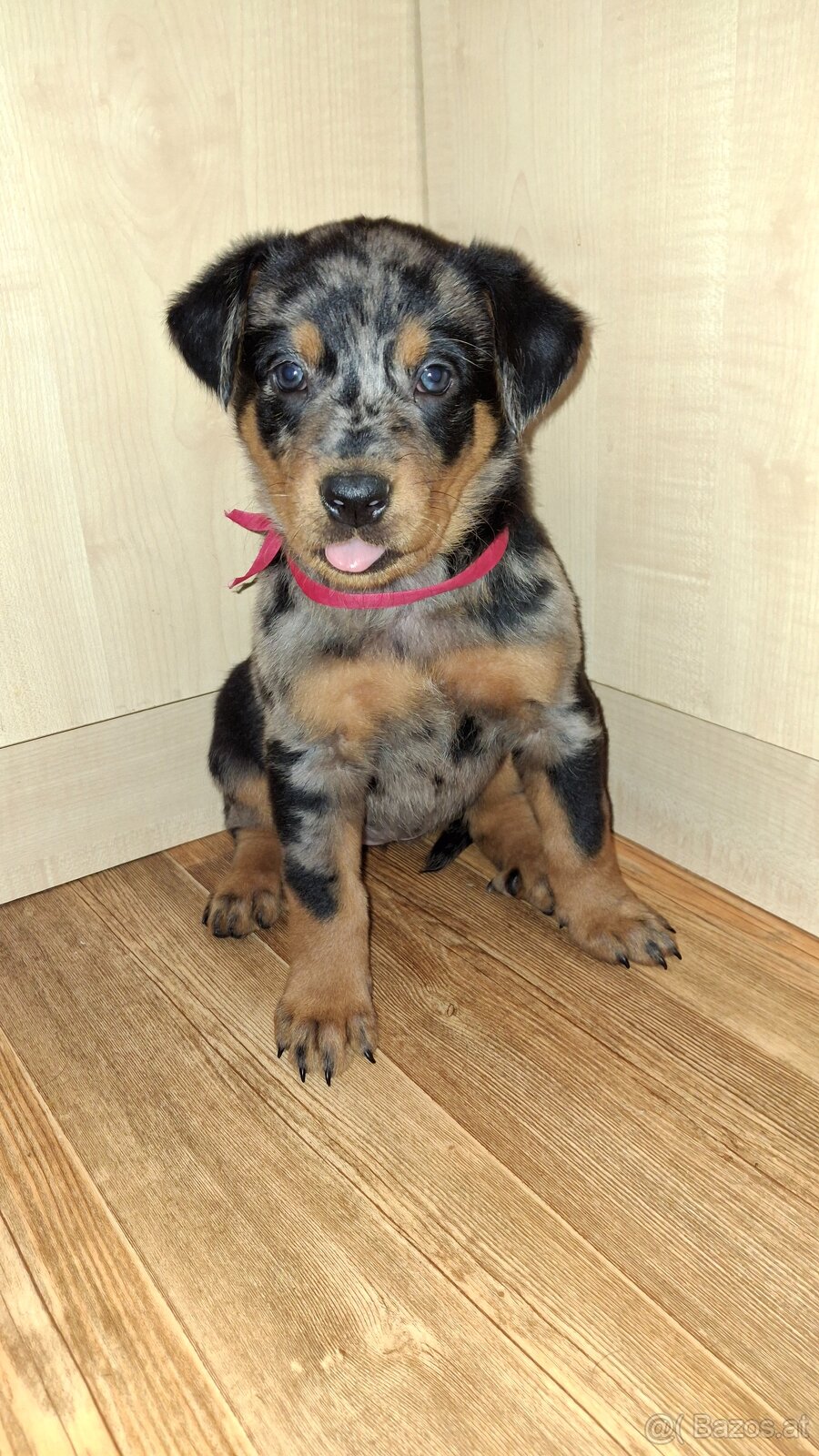 Beauceron mit Stammbaum