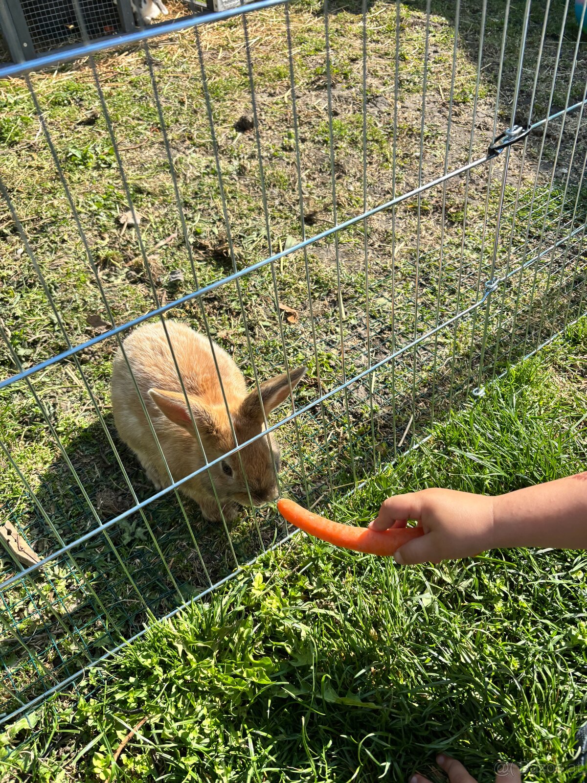 Hase zu verschenken