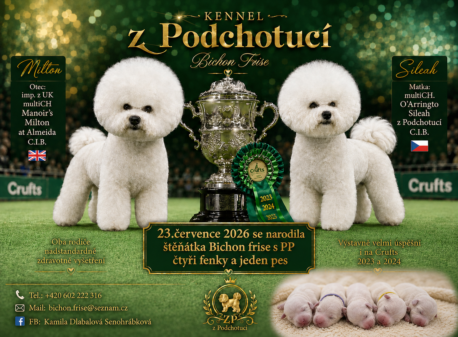 Bichon frise with pedigree