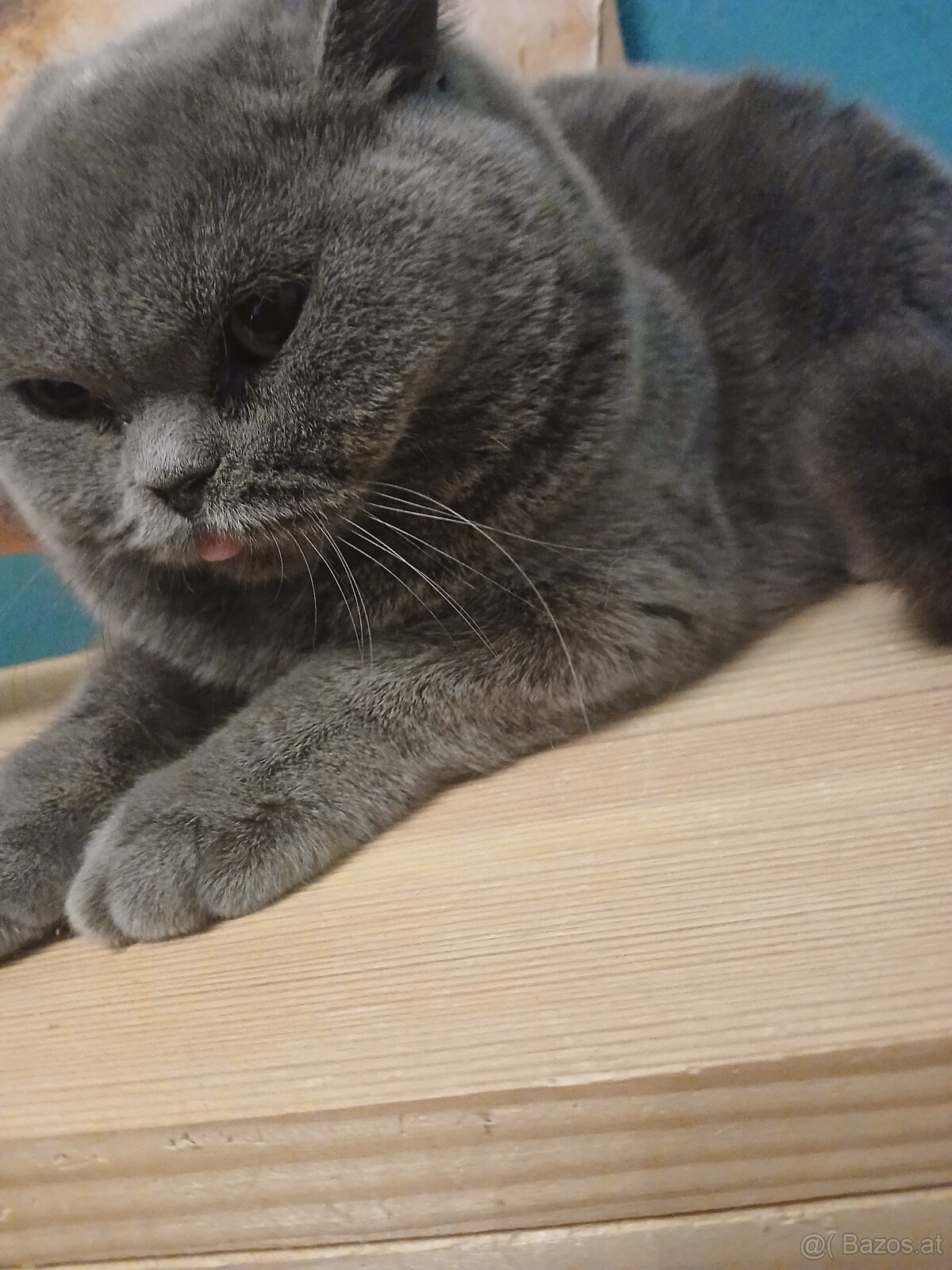 Britsch Kurzhaar Kitten abzugeben