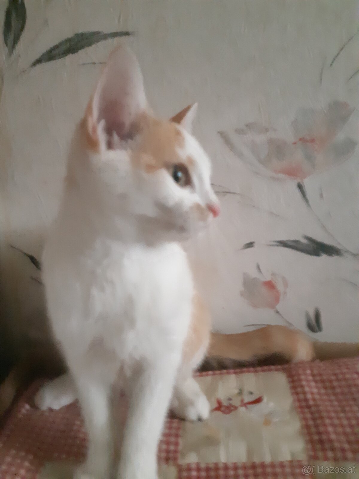 Baby Kätzchen weiblich