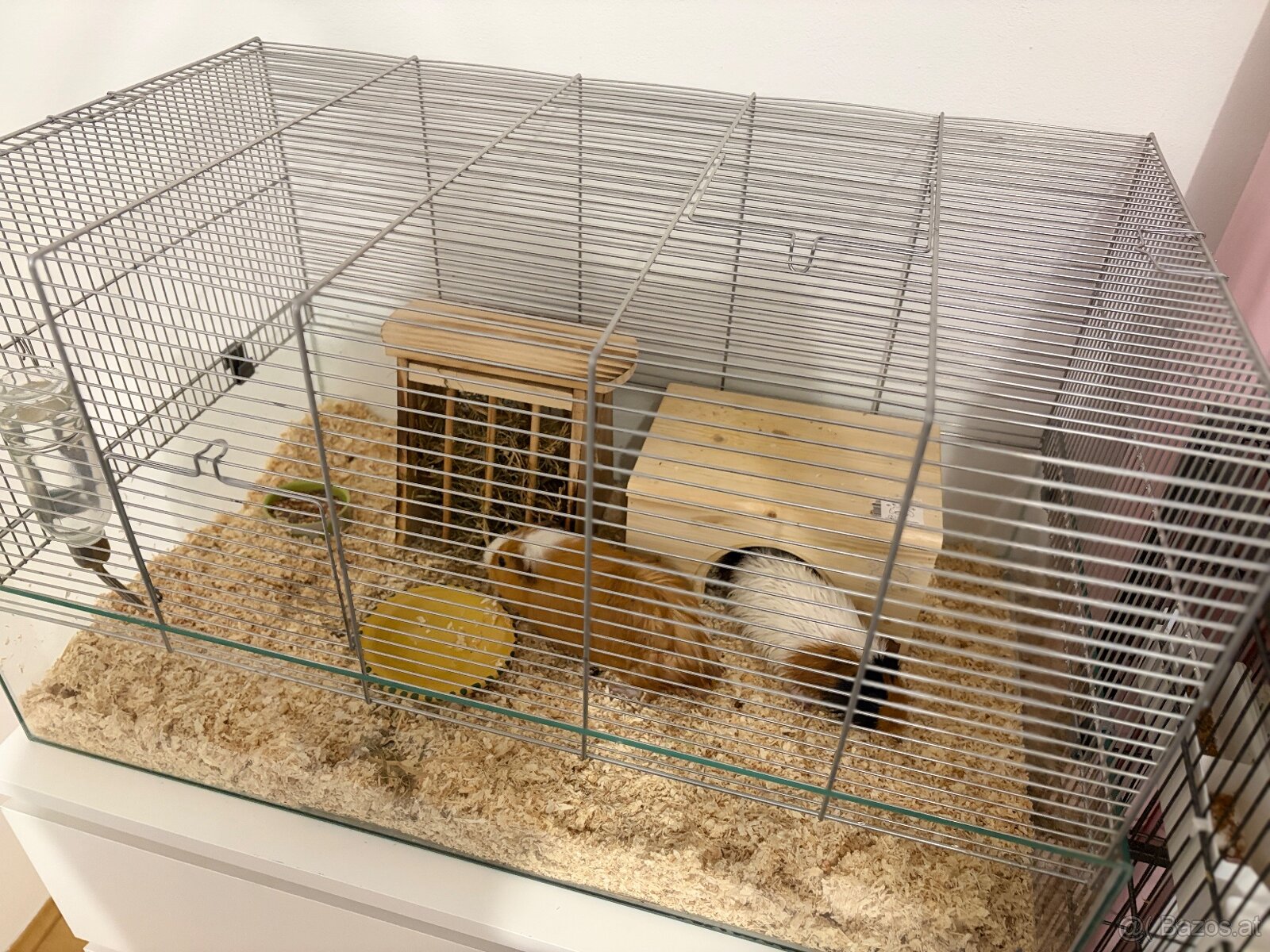 Meerschweinchen Pärchen (Kastriert) + Luxus-Glaskäfig