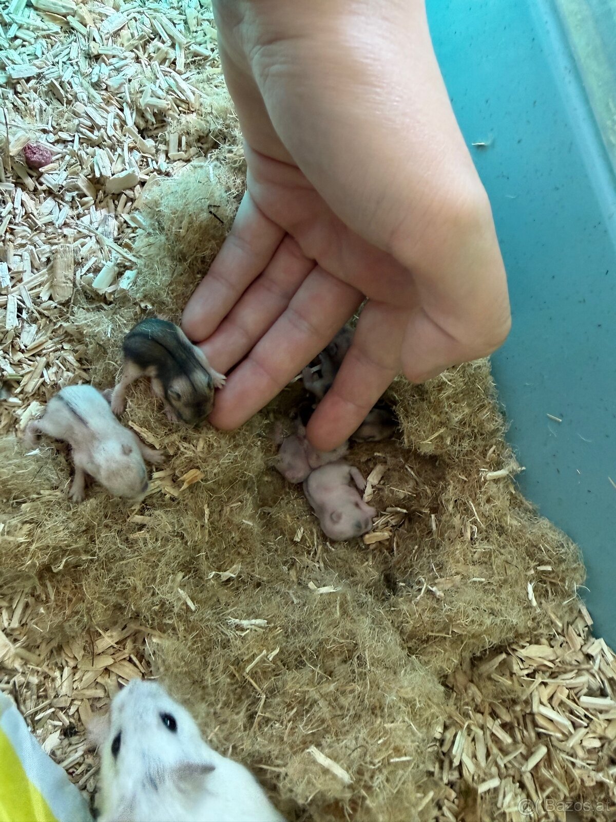 Zwerghamster Babys 6 Stück