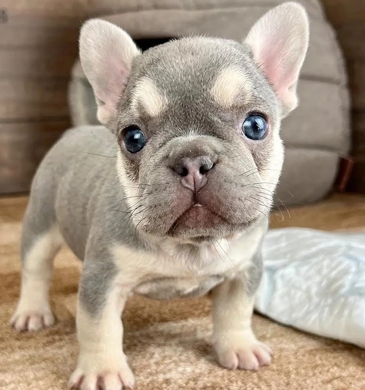 Französische Bulldoggenwelpen (männlich und weiblich)