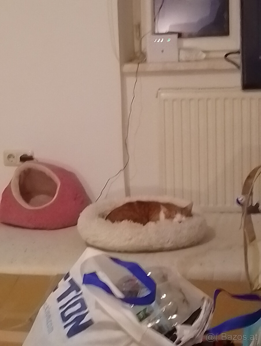kater sucht dringend ein neues zuhause