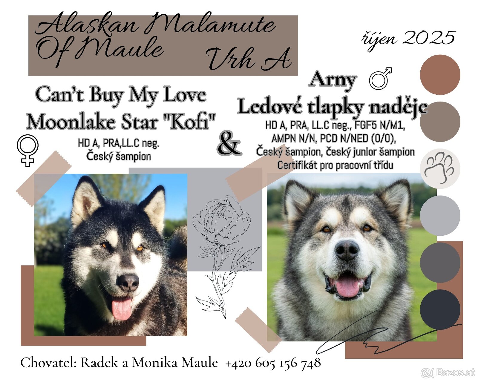Alaskan Malamute – Welpen mit FCI-Papiere
