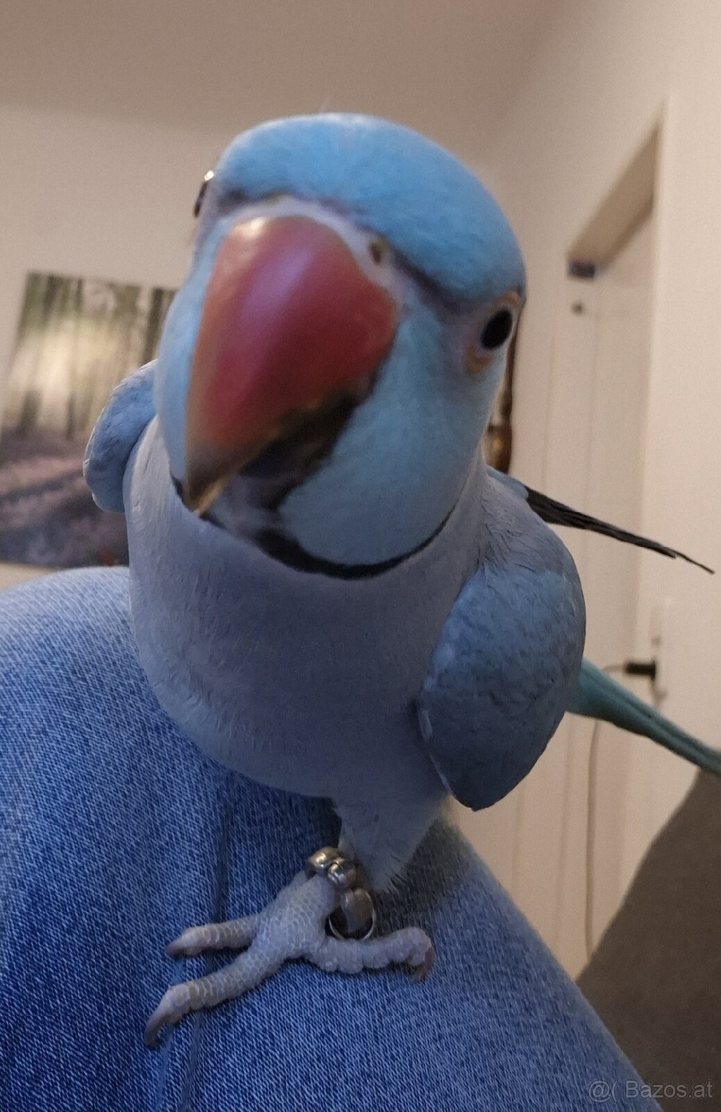 Halsbandsittiche