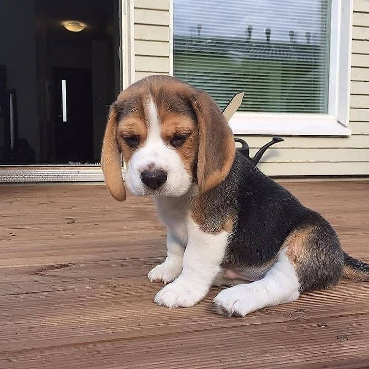 Beagle-Welpen zu verkaufen