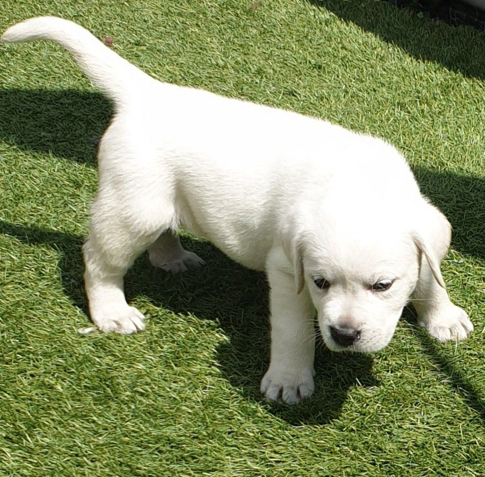 Labrador Retriever Welpen zu verkaufen.
