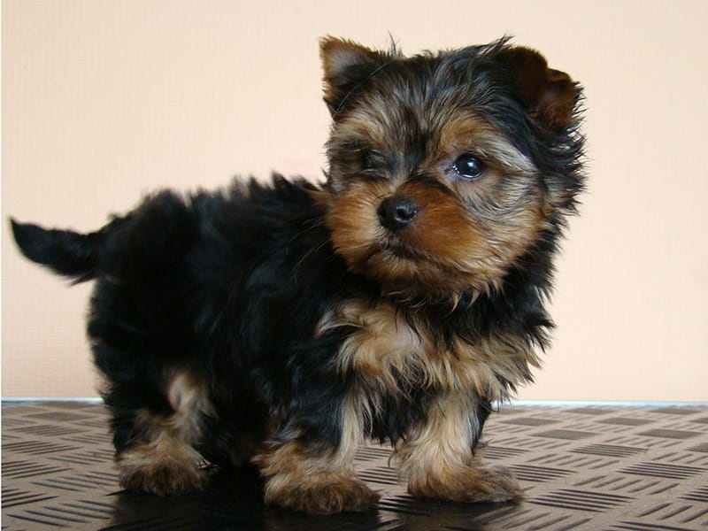 Yorkshire Terrier Welpen zu verkaufen.
