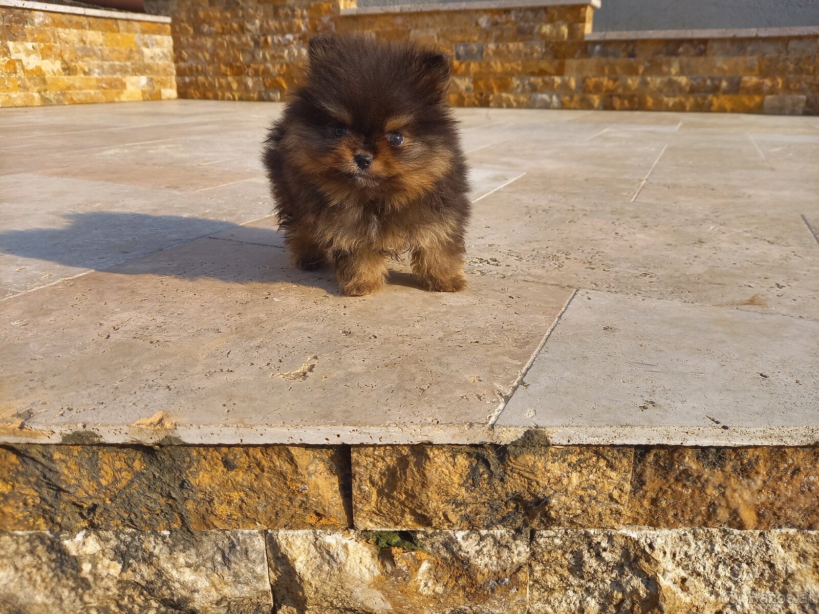 Pomeranian