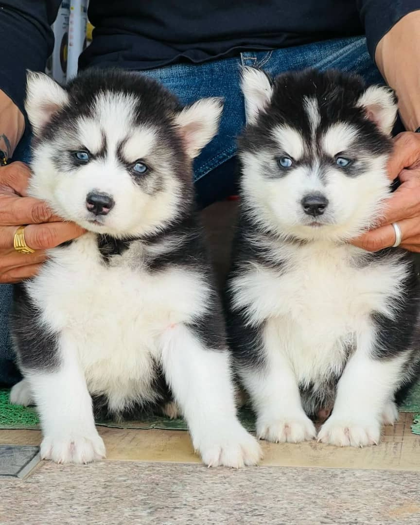 Siberian Husky Welpen zu verkaufen