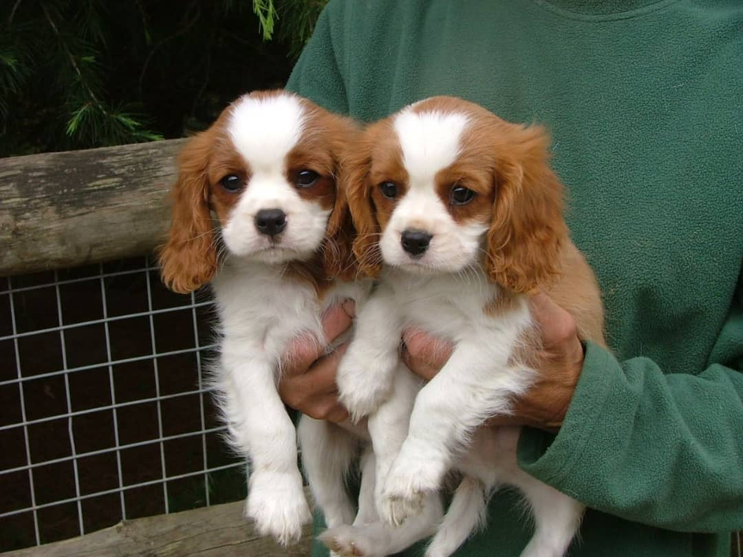 Cavalier King Charles Welpen zu verkaufen.