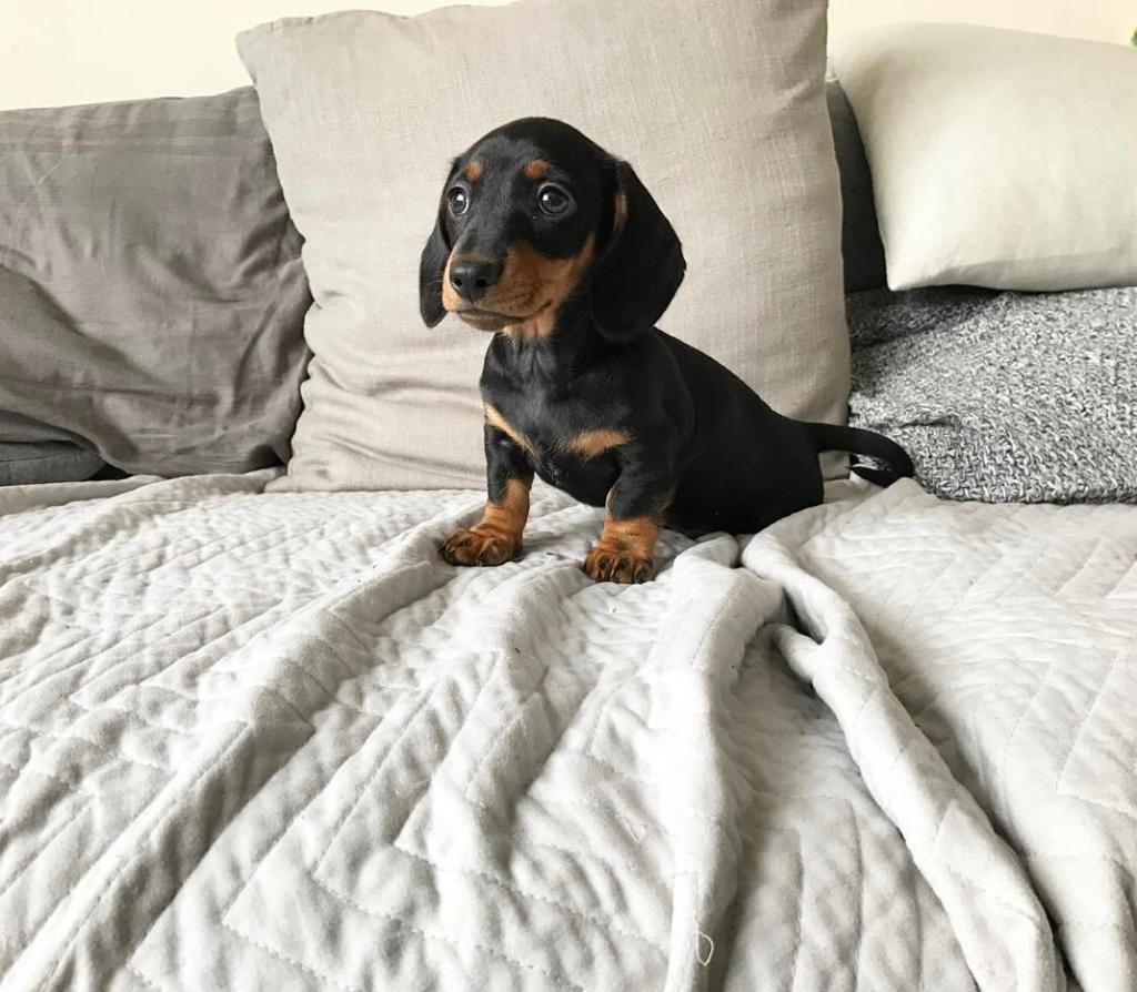 Dackelwelpen zu verkaufen