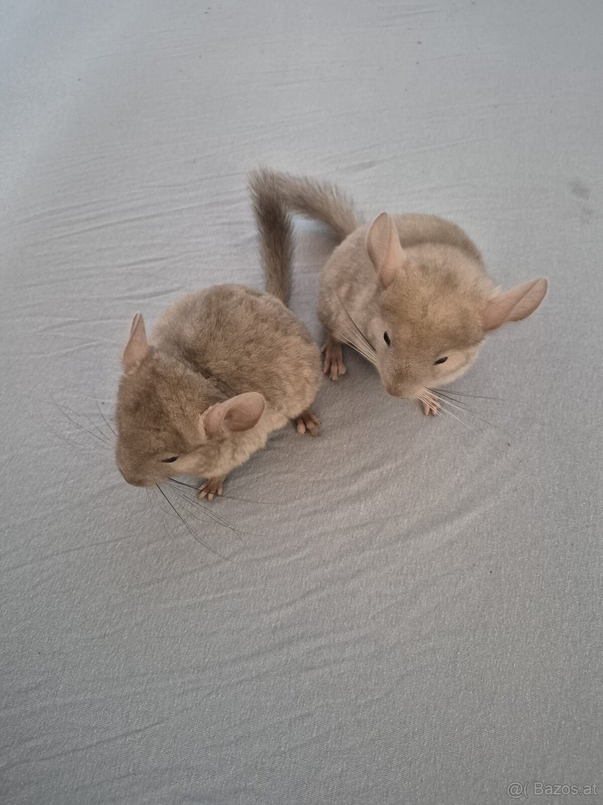 Neuer Futterspender für Chinchillas gesucht