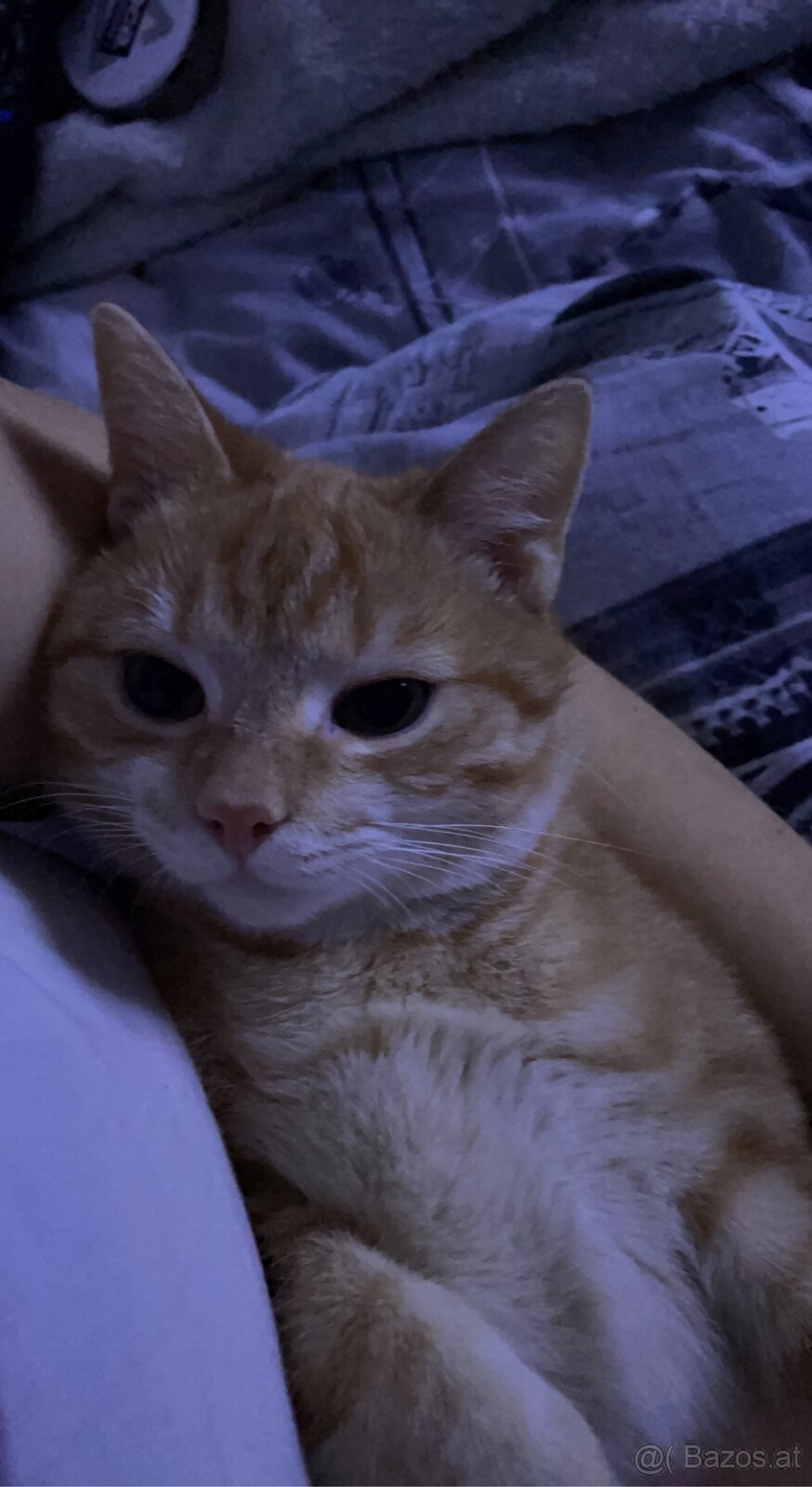 Verschmuster Kater abzugeben