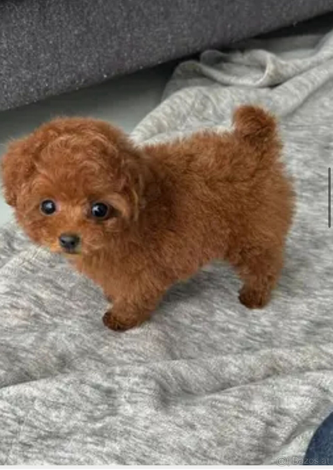 Zwergpudelwelpen zu verkaufen.