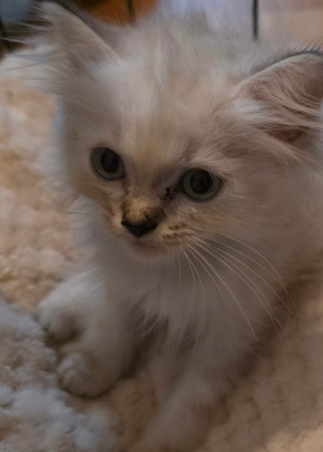 BLH Kater
