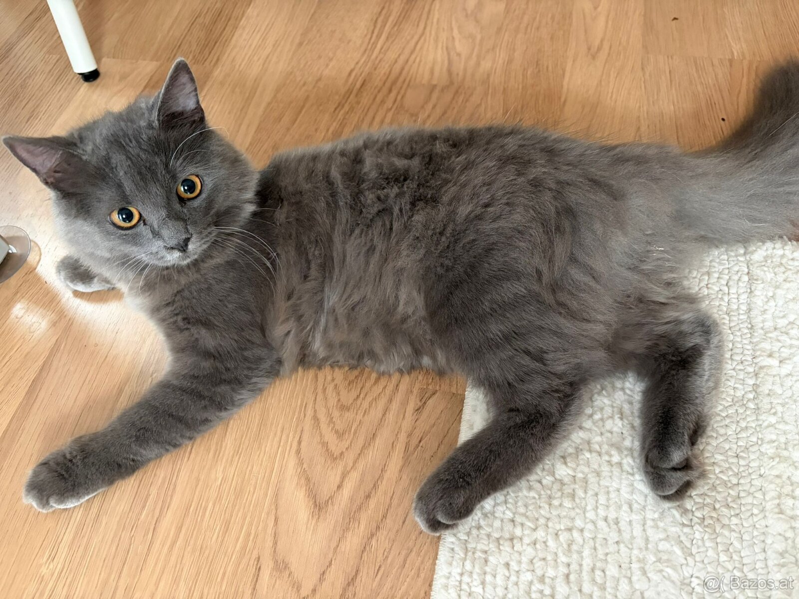 Wunderschönes BLH-Kitten Luna sucht ein Zuhause