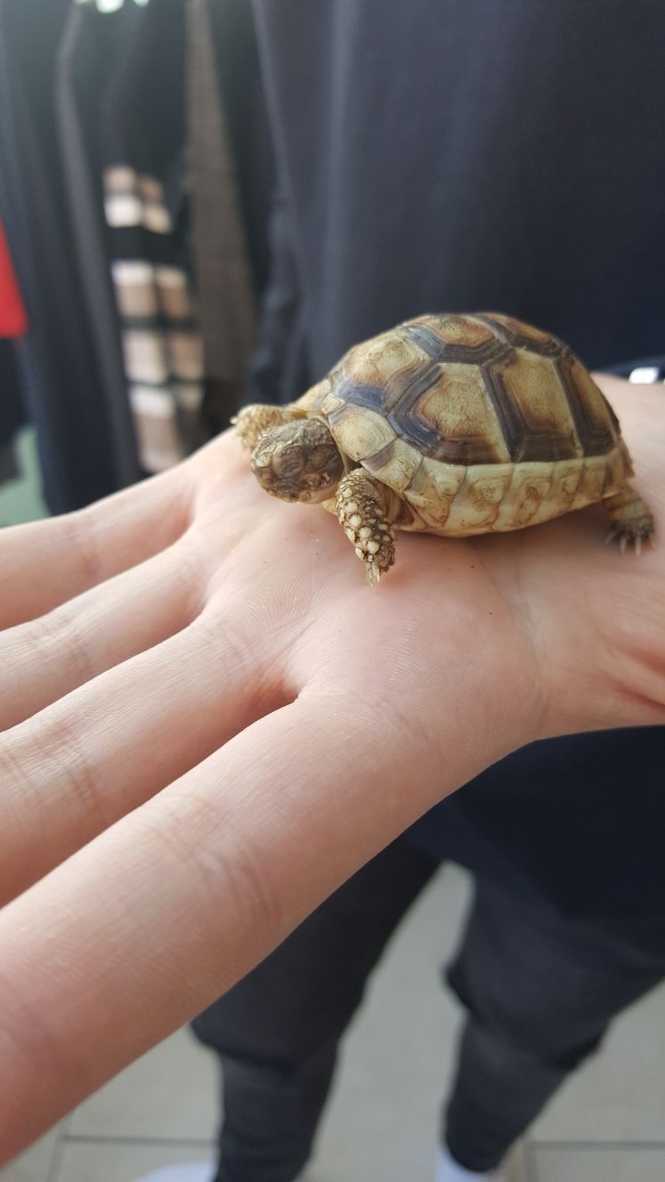 Breitrandschildkröte