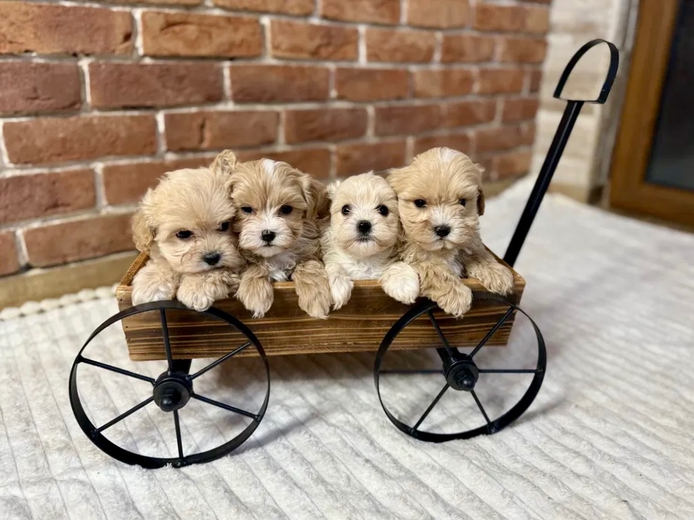 Maltipoo