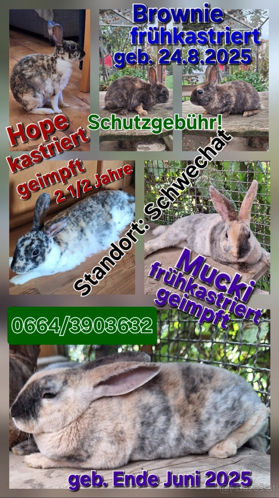 Hope, ihr Bub  und ihr Enkerl suchen Bestplatz