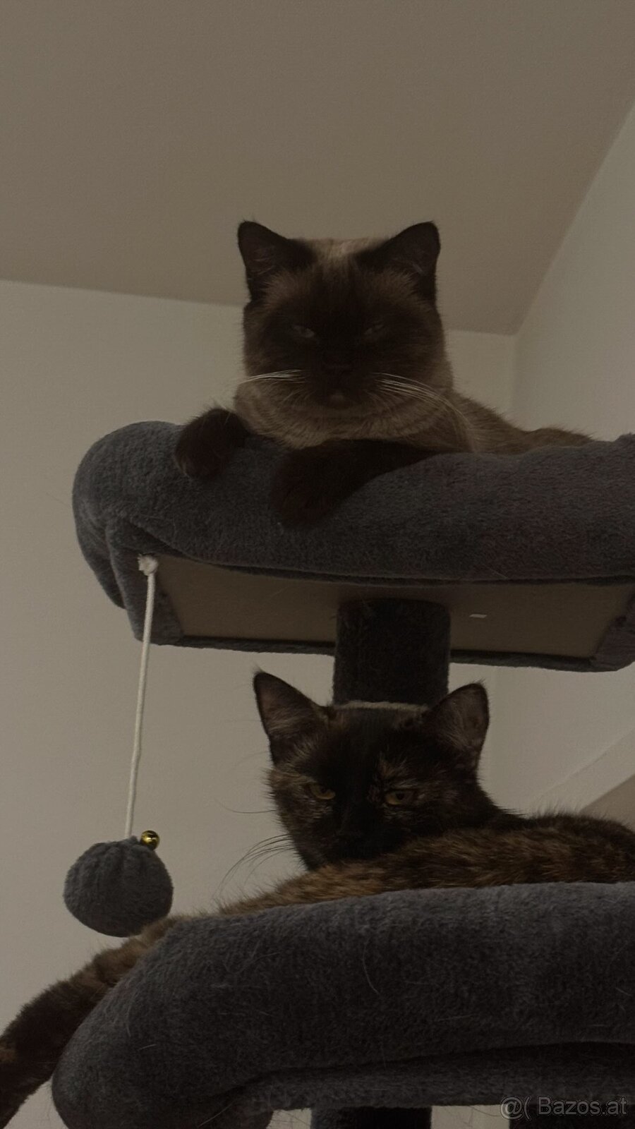 Siam Katze & Schildpatt Katze Geschwister