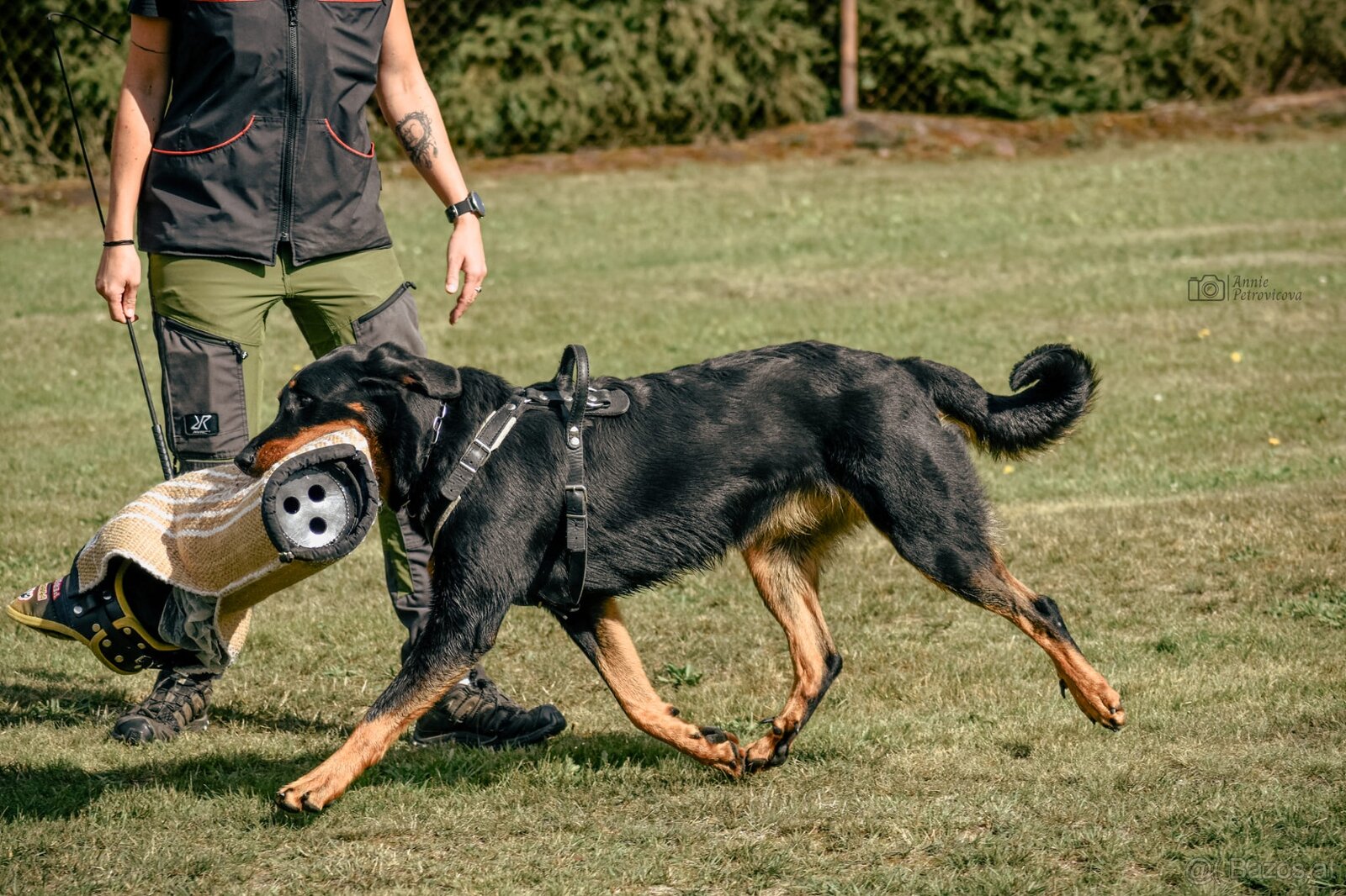 Zuverlässige Zuchtstätte für Beauceron-Hunde