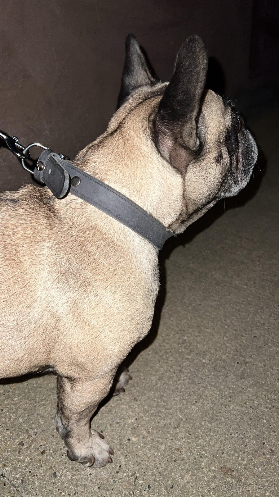 Französische Bulldogge