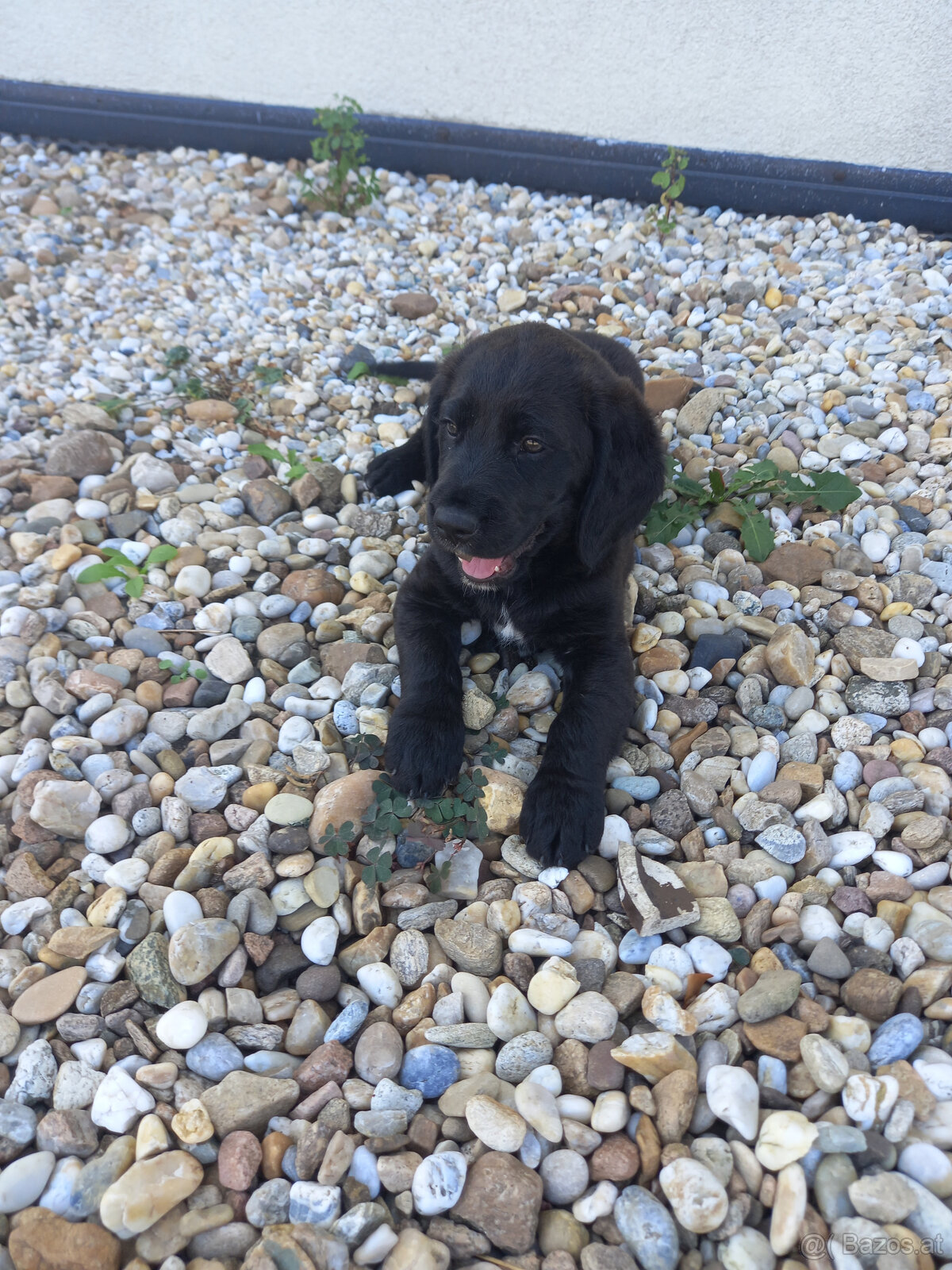 Labrador Welpe - Hündin