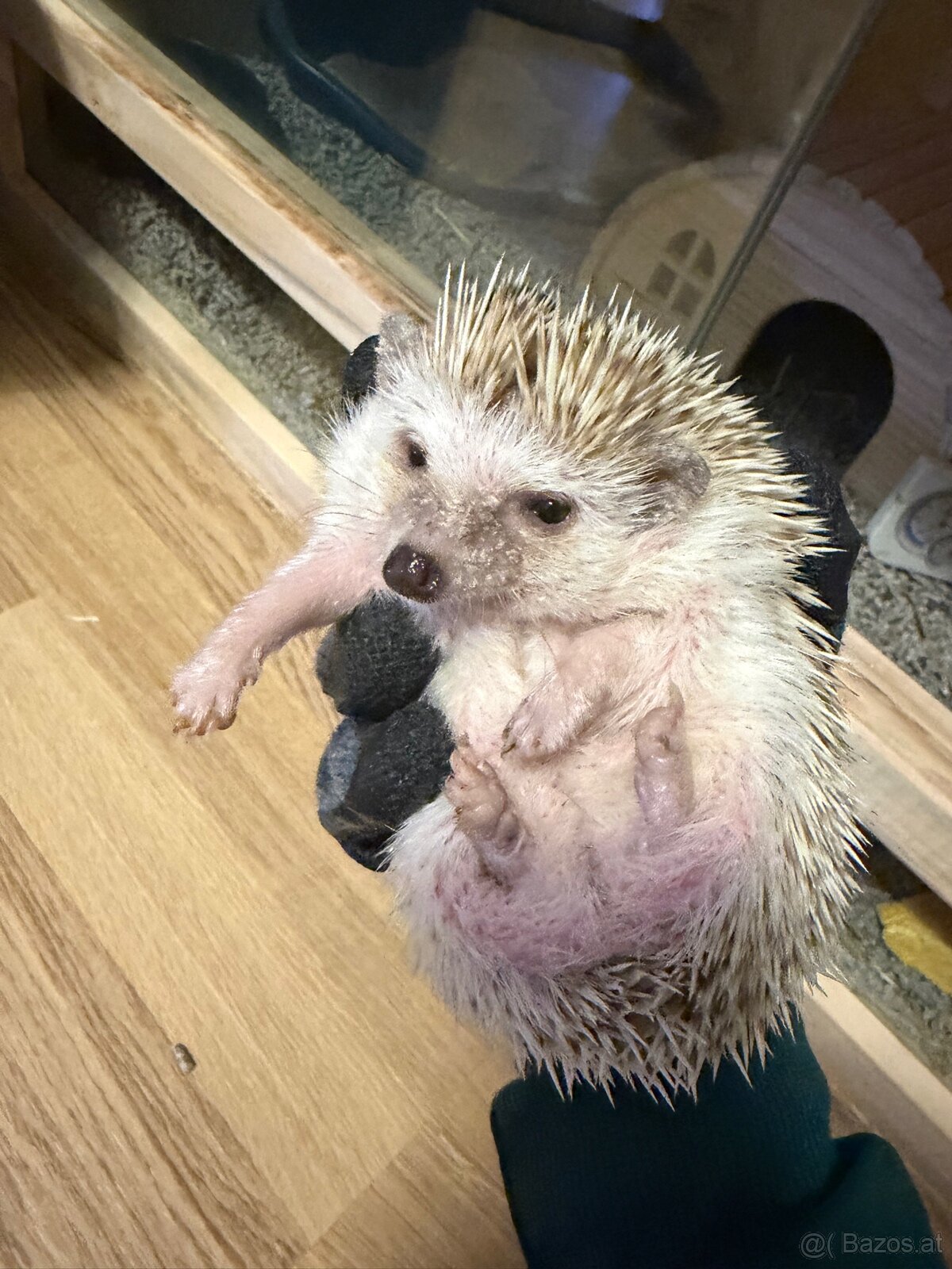 Weißbauch Igel weiblich sechs Monate
