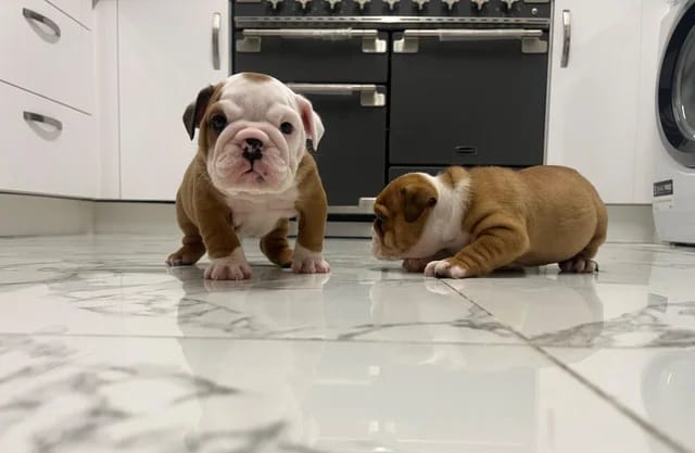 Englische Bulldoggenwelpen