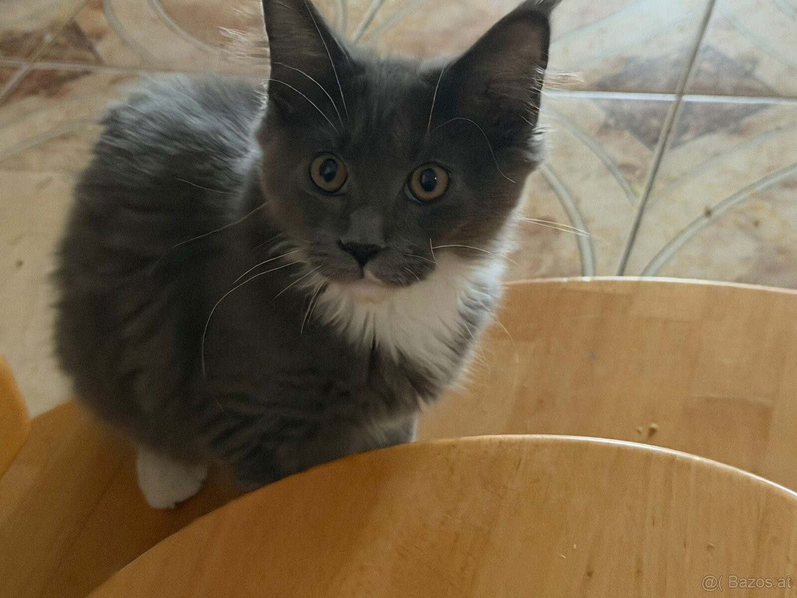 Bildhübsches Maine Coon Mädchen sucht Bestplatz