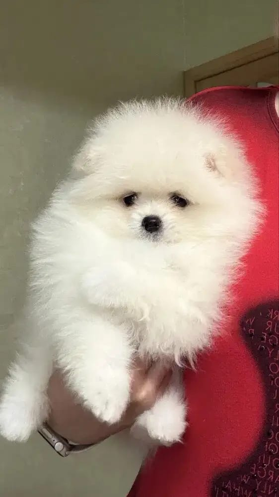 Zwergspitz-pomeranian welpen abzugeben