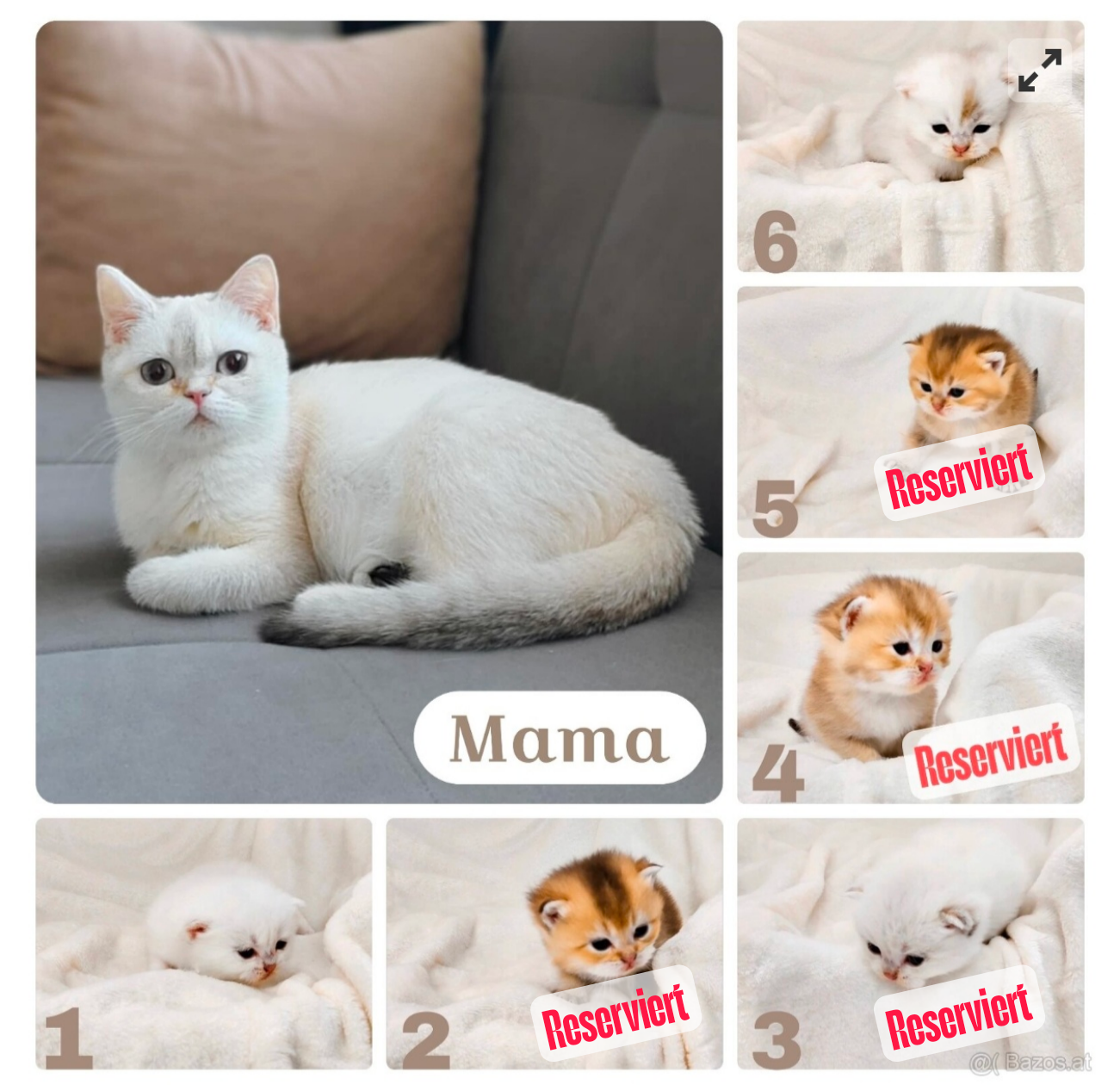 BKH Katze (Kitten) (Champion Titel)