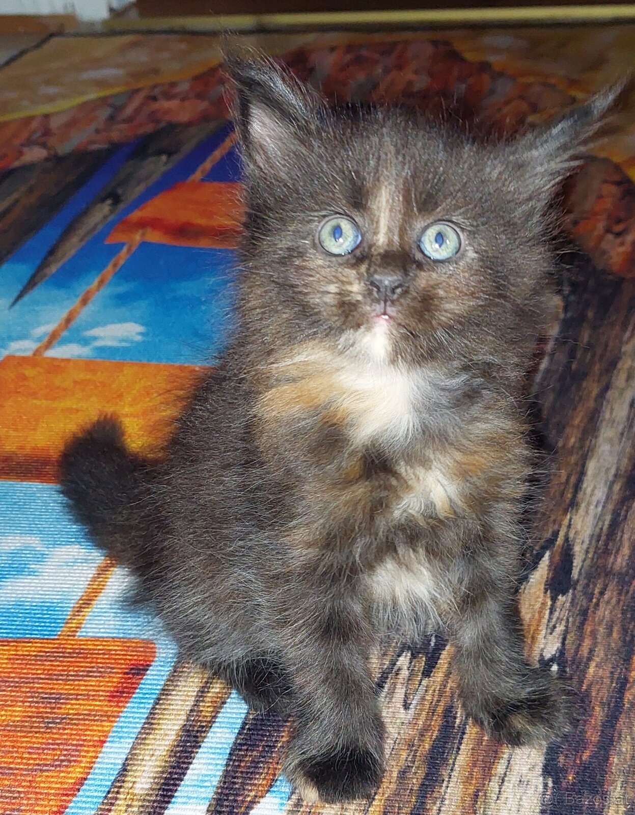 Maine Coon Kitten