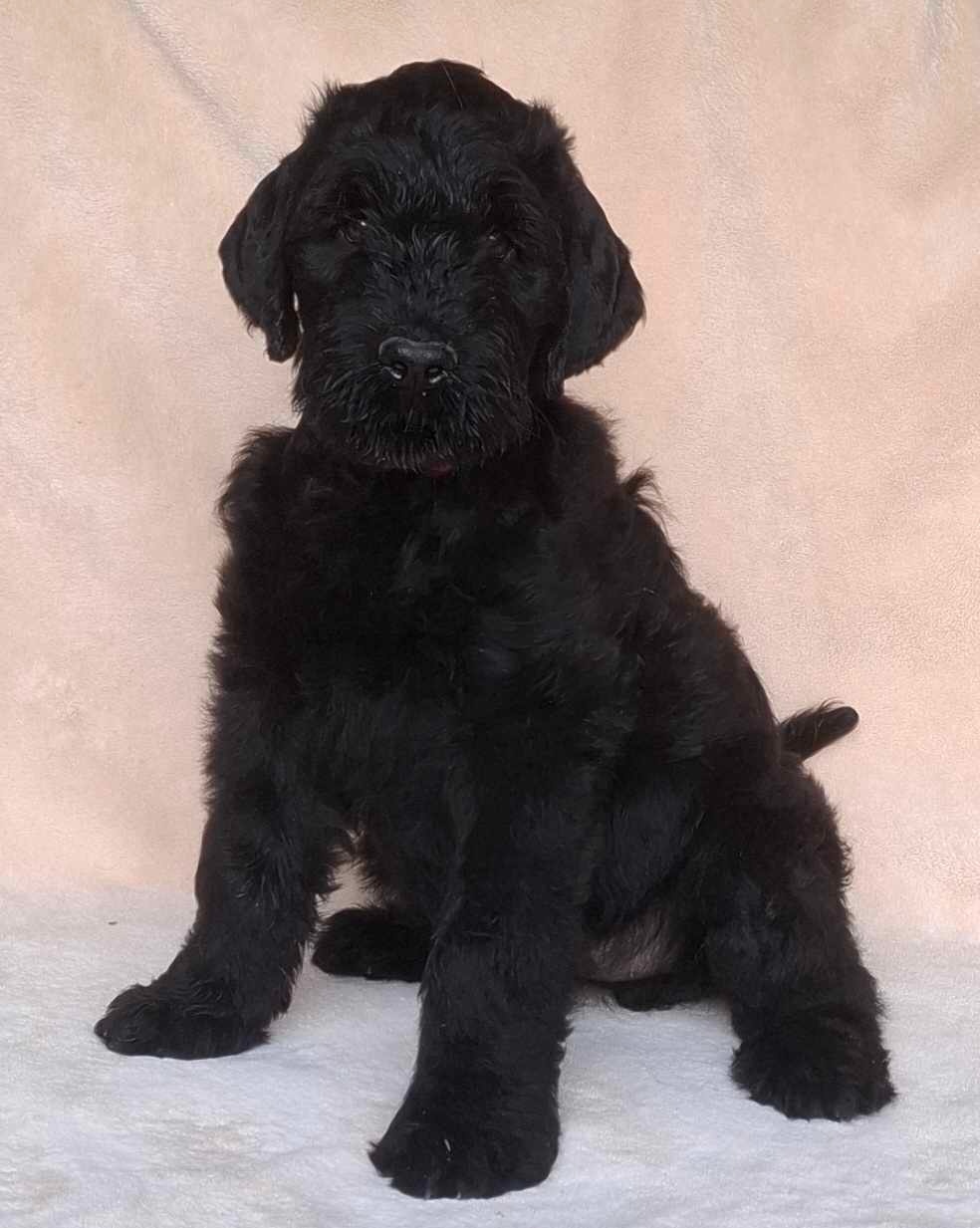 Schwarzer Russischer Terrier – liebevoll aufgezogene Welpen