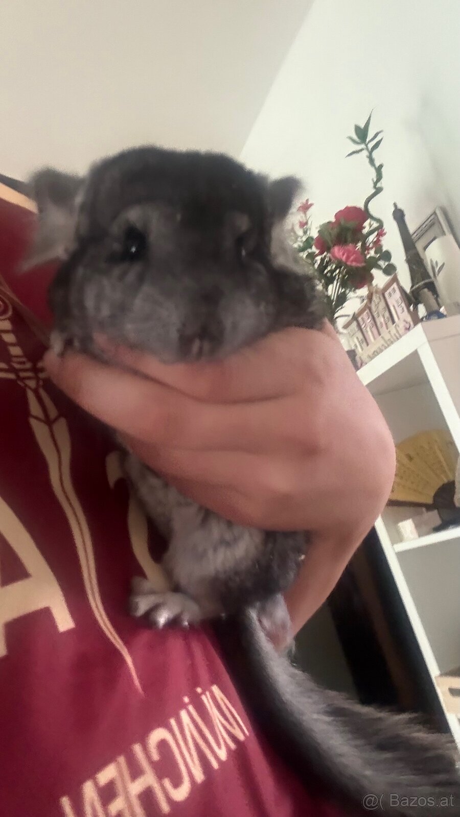 Chinchilla Mädels