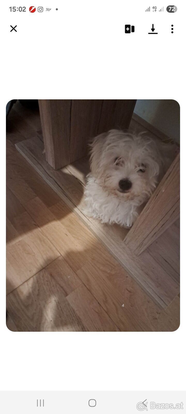 Malteser