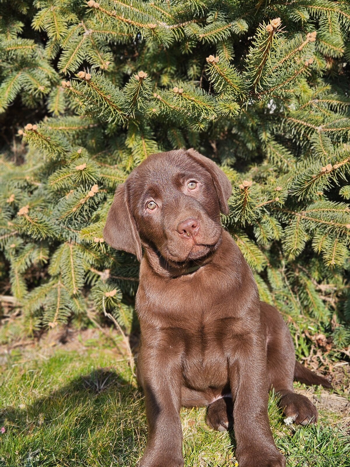 Labrador Welpen mit Stammbaum