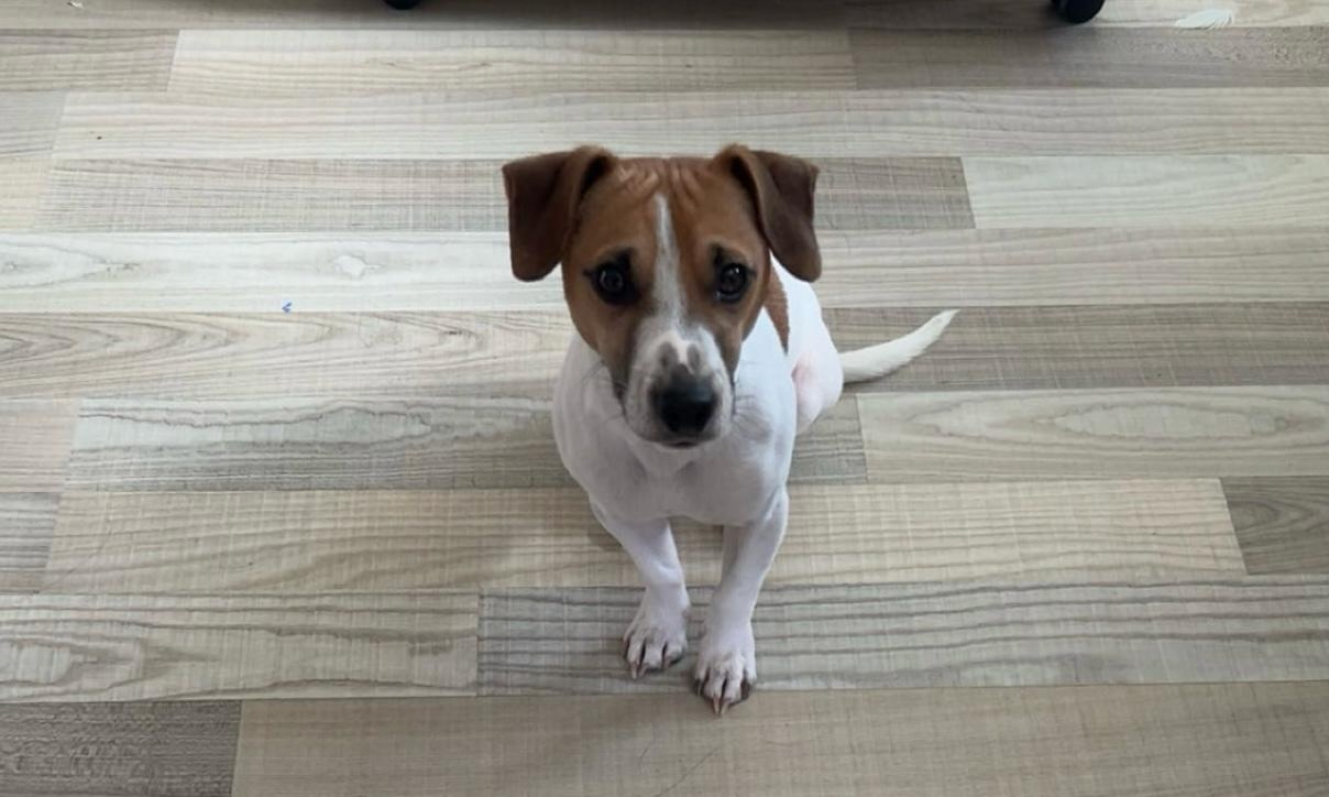 Jack Russell