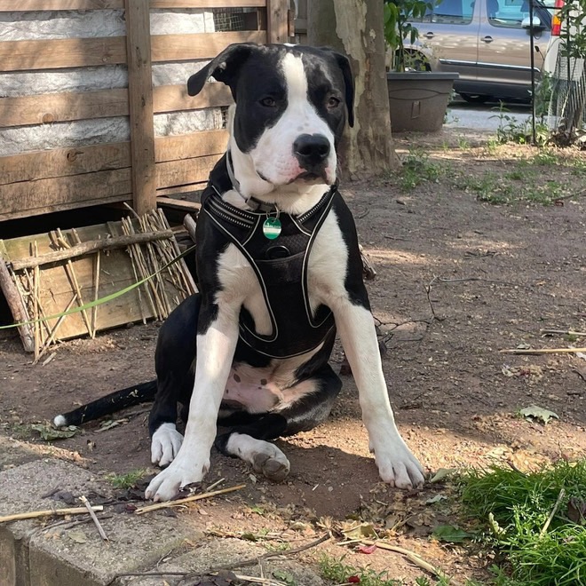 Tyson sucht ein schönes Zuhause