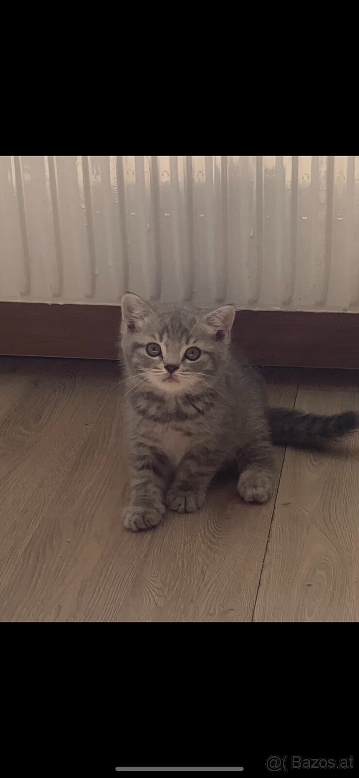 Bkh kitten